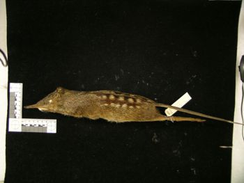Media type: image;   Mammalogy 43733